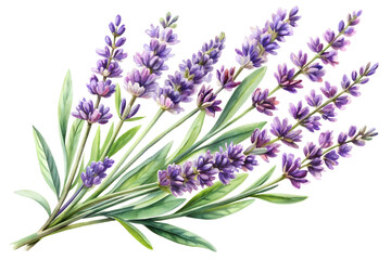 Naklejka premium Watercolor lavender flowers isolated on transparent background