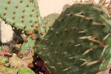 kaktus opuncja Opuntia humifusa NEW JERSEY sadzonka