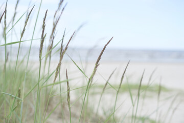 grass on the beach