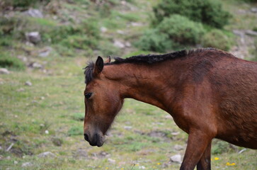 Fototapeta premium Brown Horse in Profile Grazing in a Natural Landscape 