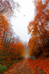 Image of colorful leaves falling down from tree branches in autumn. (Yedigöller). Yedigoller National Park, Bolu, Istanbul. Turkey.