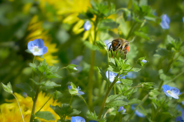 Blooming dandelions. Forest bees collect nectar.