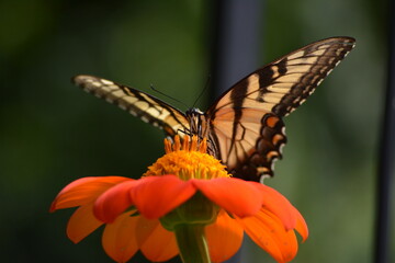 Yellow swallowtail butterfly on Mexican sunflower