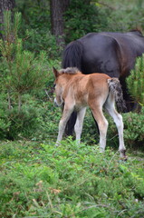 Foal Walking Behind Mare in a Forested Area
