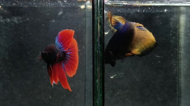 betta, halfmoon betta, betta in Thailand, fighting fish, beautiful fish, 
