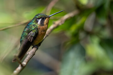 Female purple-throated mountain hummingbird resting on a perch in Monteverde, Costa Rica