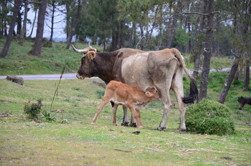 Calf Nursing from Cow in Open Field with Forest in Background
