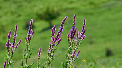 blooming sage in the field on a summer sunny day on natural blurred nature background