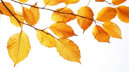 Naklejka premium Golden autumn leaves on a white background, capturing the vibrant colors of fall.