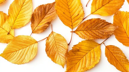Obraz premium Golden autumn leaves on a white background, capturing the vibrant colors of fall.