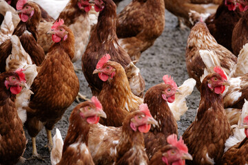 group of free-range brown chicken on a farm