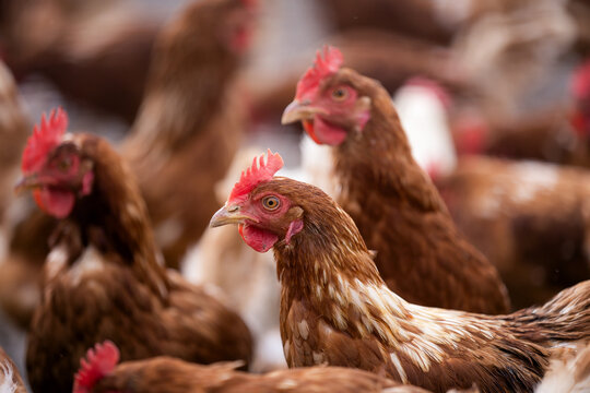 group of free-range brown chicken on a farm