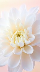 A close up of a white flower with a yellow center