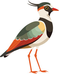 beautiful vector lapwing Bird