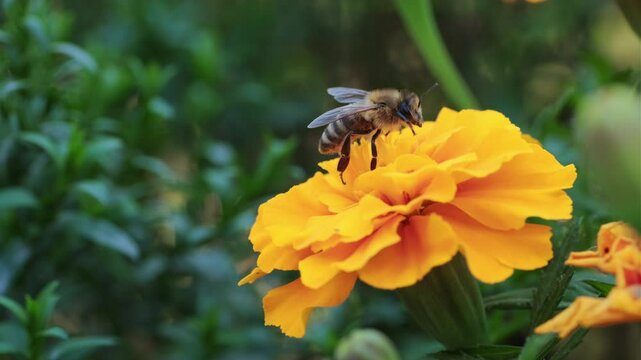 A close-up view of a bee collecting nectar from a vibrant orange flower in a sunny garden setting during springtime
