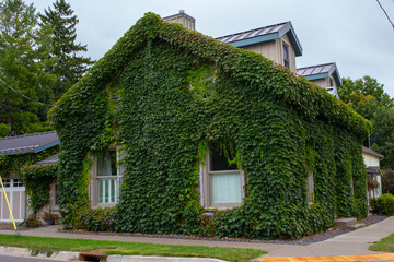 House wrapped in green ivy.
