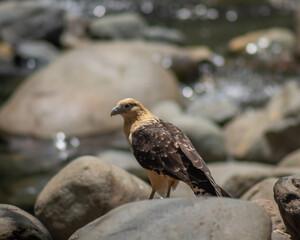 bird of prey / Ave rapaz / Milvago chimachima