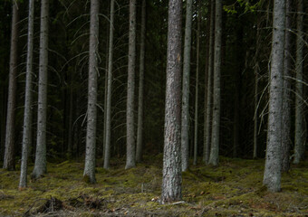 trees in the forest