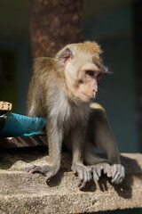 Close-up of a macaque monkey in outdoors with natural light. Wildlife concept
