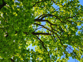 Natural sunlight between green leaves on a background of blue spring sky