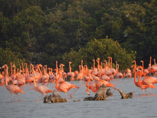 Obraz premium group of flamingos