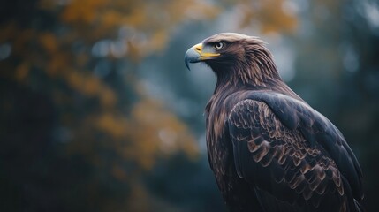 Obraz premium Golden Eagle Portrait