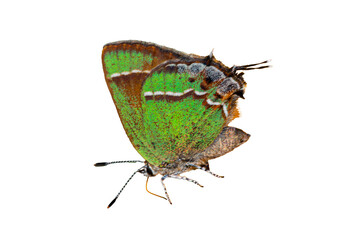 Obraz premium Juniper Hairstreak (Callophrys siva) Photo, on a Transparent Isolated PNG Background