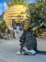 Wild Kittens play on the streets of Tsilivi, on the Island of Zakynthos. Greece. 17th Sept 2024.