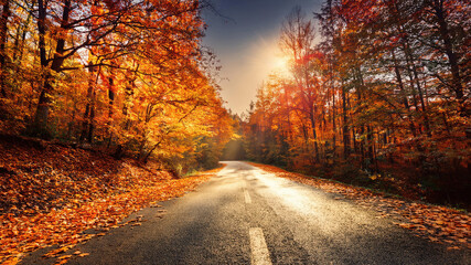 Golden autumn road winding through vibrant forest landscape