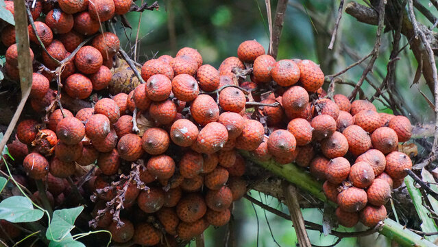 Ripe rattan fruit (Manau, hoe, jernang, buah ular, Littuko) on the tree. The rattan fruit is edible, the texture is like lychee fruit
