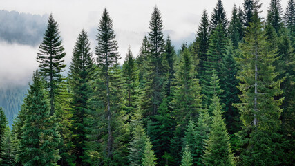 Obraz premium Misty mountain pine forest landscape with evergreen trees