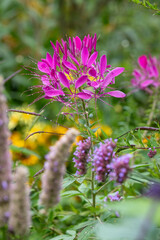Colourful flowers in the garden at the impressionist painter, Claude Monet's house in Giverny, France. 
