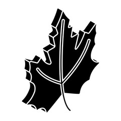 Editable design icon of maple leaf 
