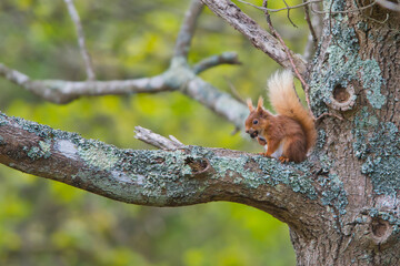 Portrait of a red squirrel in close-up. A red squirrel is sitting on a tree in a park on a sunny day. The squirrel became alert. Selective focus, blurred background. People take care of animals.