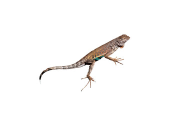 Greater Earless Lizard (Cophosaurus texanus) Photo, on a Transparent. Isolated, PNG, Copy Space Background