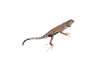 Greater Earless Lizard (Cophosaurus texanus) Photo, on a Transparent. Isolated, PNG, Copy Space Background