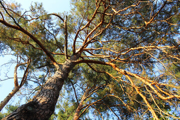 tree in the forest, branches of pine trees