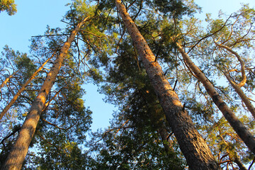 tree in the forest