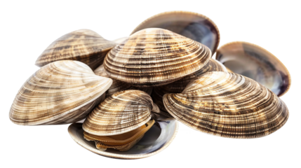 Fresh clams. On transparent background. PNG