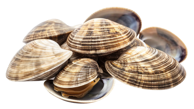 Fresh clams. On transparent background. PNG