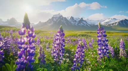 Fototapeta premium Vibrant purple lupines bloom in a stunning landscape, with majestic snow-capped mountains in the background under a bright sky.