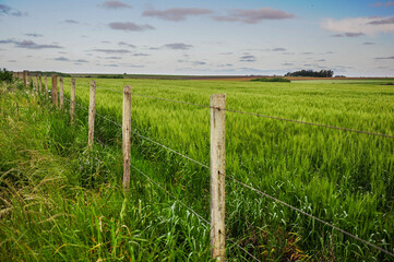 Obraz premium Lush green field with weathered wooden fence under partly cloudy sky