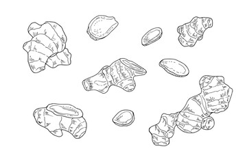 Natural organic ginger root and slices vector isolated illustration set painted by black inks. Etching drawing of healthy plant for baking, making warming tea, recipe decor