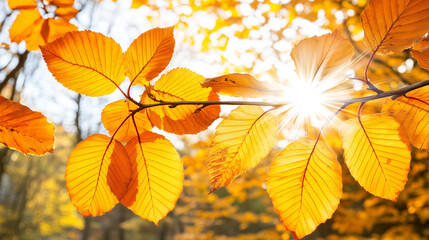autumn leaves in the sun