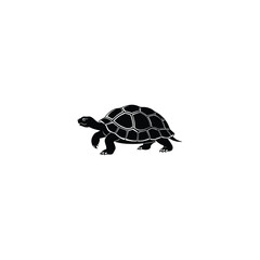 turtle isolated on white background