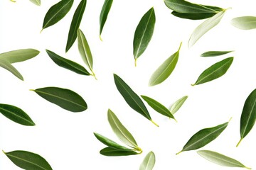 Dynamic close-up of olive leaves in mid-air, falling and isolated on a white background.