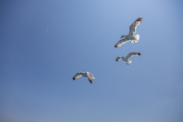 Obraz premium Seagull - Larus marinus flies through the air with outstretched wings. Blue sky. The harbor in the background