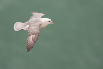 Fulmer in flight at Bempton Cliffs Yorkshire