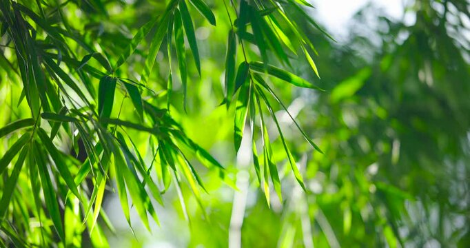 (Abstract background bamboos leave green blurry bokeh) Cinematic scene of Green buurred bamboos leaves on sunrise blurry background. Shot on cinema cam high quality (DCI4K 4096x2160p. ProRes422)