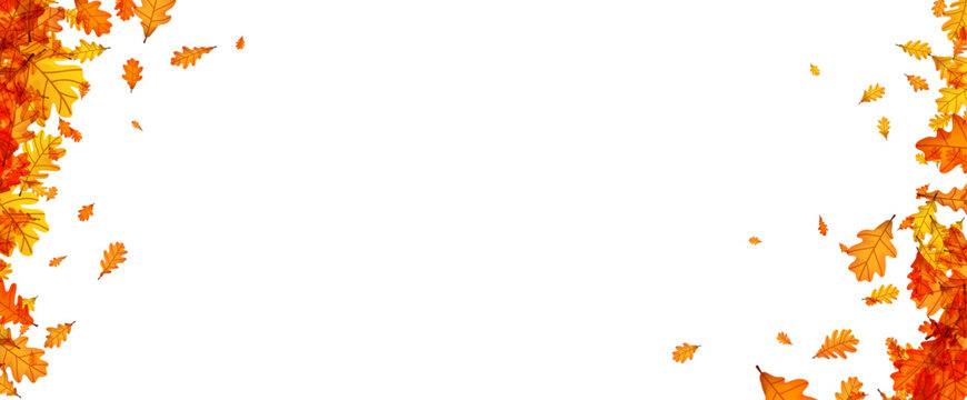 Yellow and orange oak leaves gently fall on a white background, creating a perfect seasonal frame for autumn-themed designs and projects.